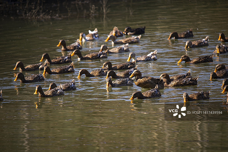 江南 农家 生态 放养 鸭子 麻鸭图片素材