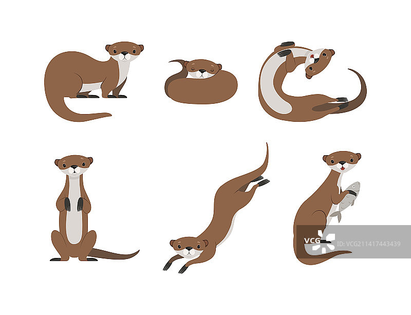 作为海洋哺乳动物和水生生物的海獭图片素材