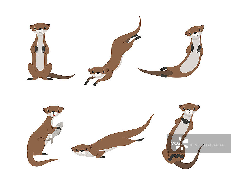 作为海洋哺乳动物和水生生物的海獭图片素材