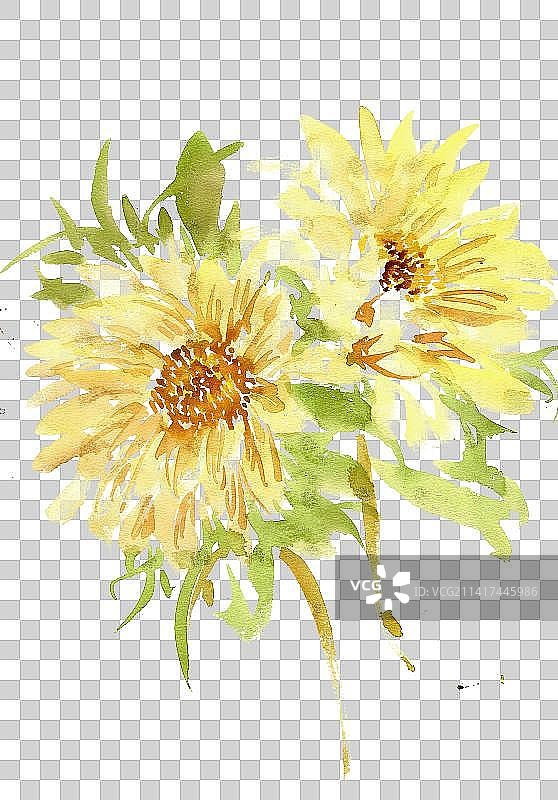 黄色的菊花图片素材