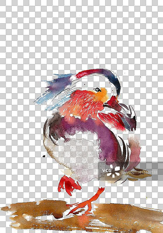 可爱的鸳鸯图片素材