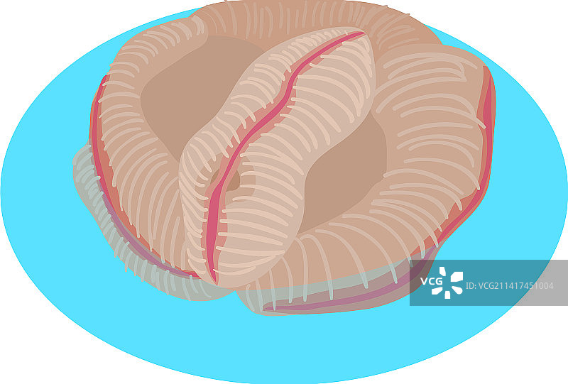 柔和珊瑚图标2.5D异国情调珊瑚图片素材
