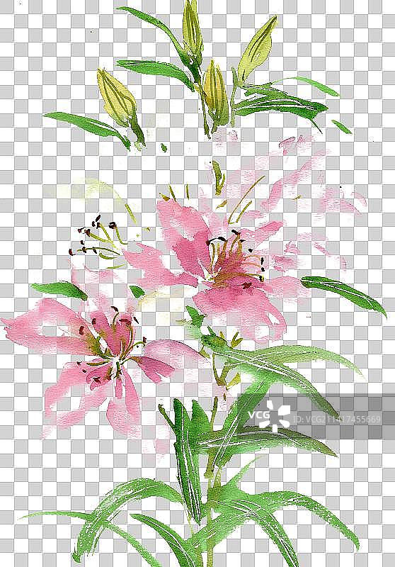 淡雅的百合花图片素材