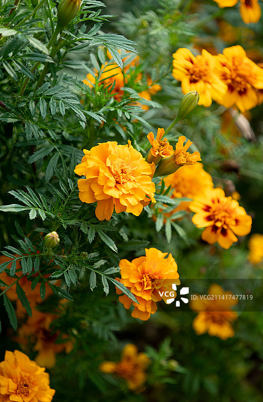 秋季花卉波斯菊图片素材