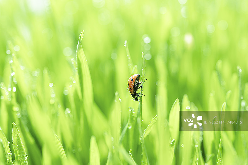 春天雨后的小草上一只可爱的小瓢虫在爬行图片素材