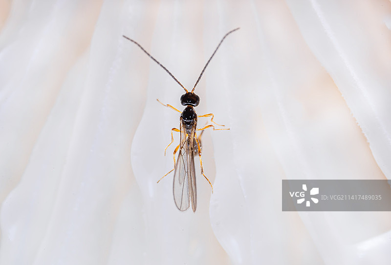 《寄生蜂》图片素材