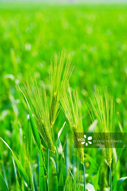 小麦麦穗图片素材
