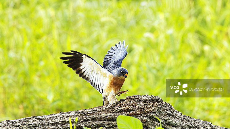 赤腹鹰图片素材