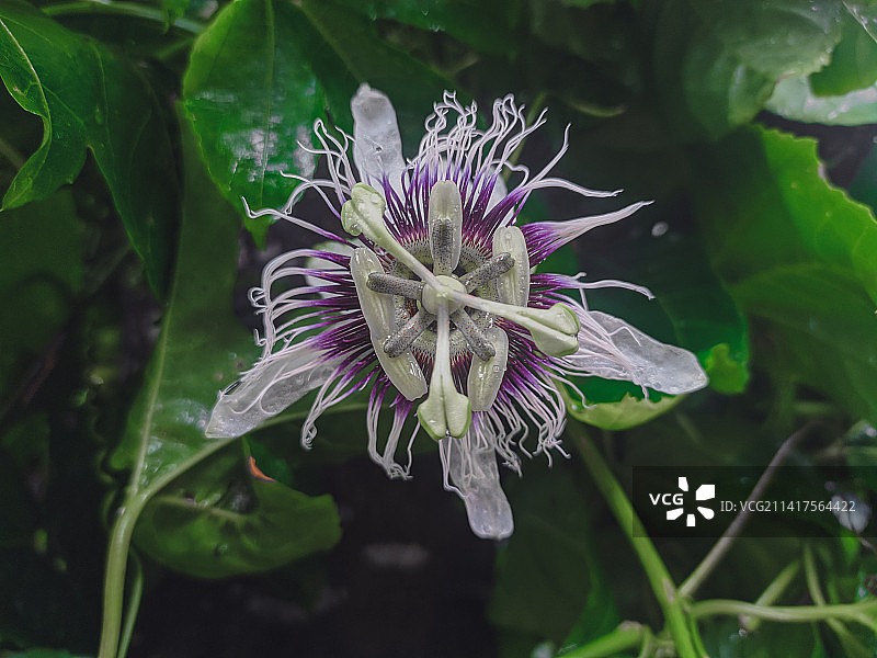紫色开花植物特写，印度尼西亚图片素材