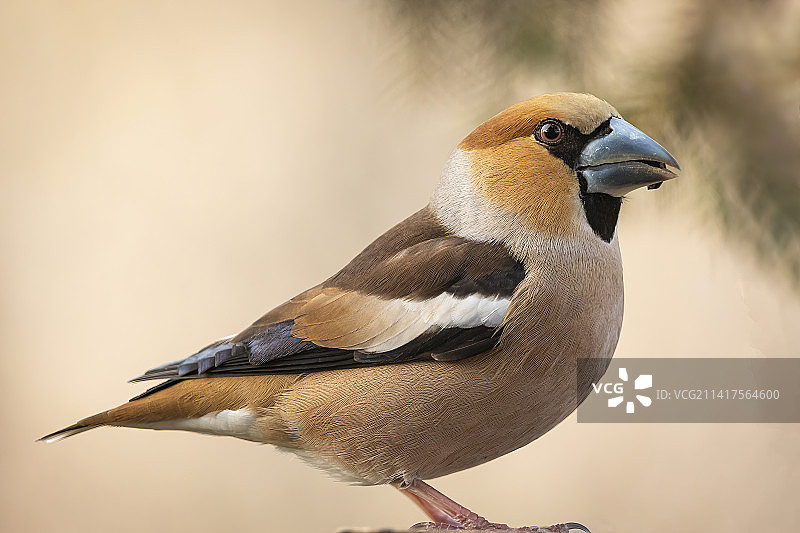栖息在木头上的鸣雀特写图片素材