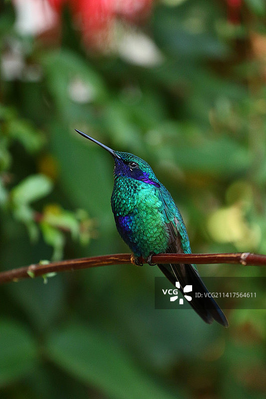 蜂鸟栖息在植物上的特写，意大利图片素材