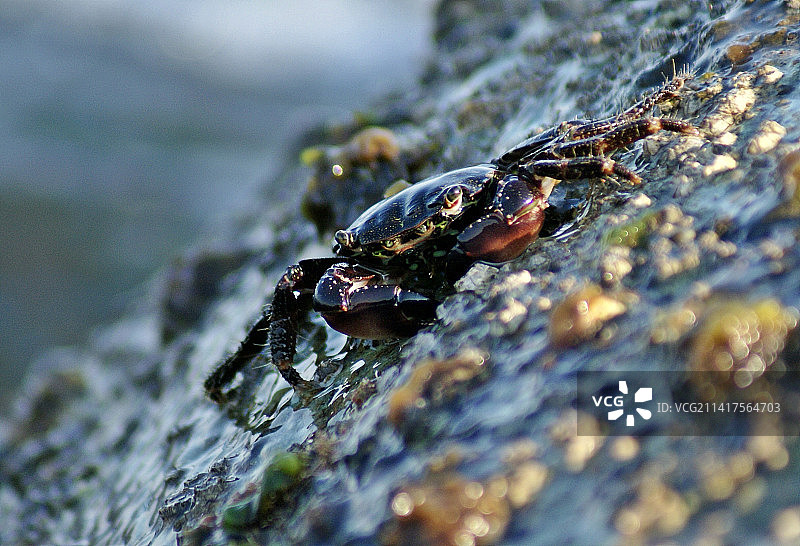 岩石上的蜘蛛特写，希腊图片素材