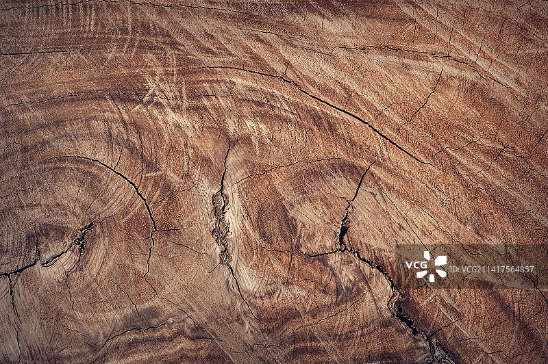 印度尼西亚的树桩全景照片图片素材