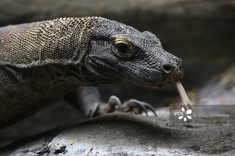 岩石上的科莫多巨蜥特写，巴厘岛，印度尼西亚图片素材