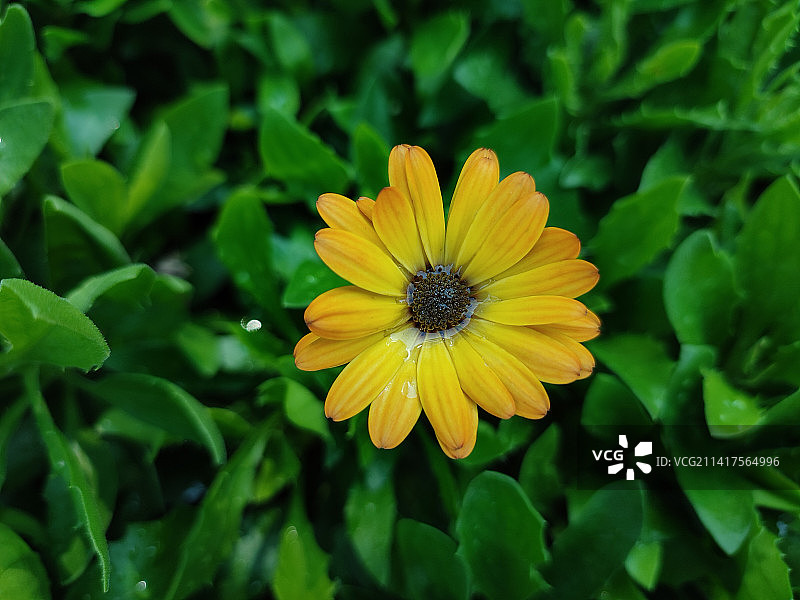 黄色花朵的特写，塞尔维亚图片素材