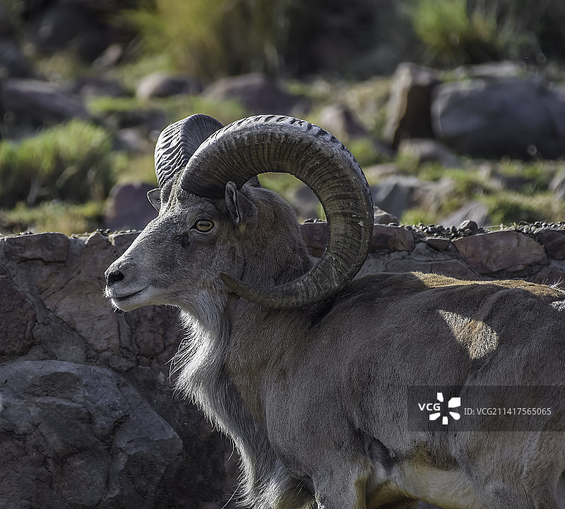 带有大角的盘羊，南非比勒陀利亚图片素材