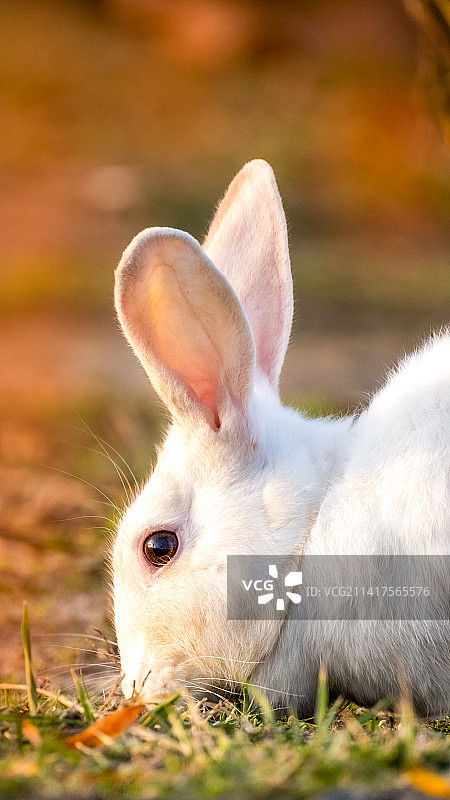 土耳其田野上的兔子特写图片素材