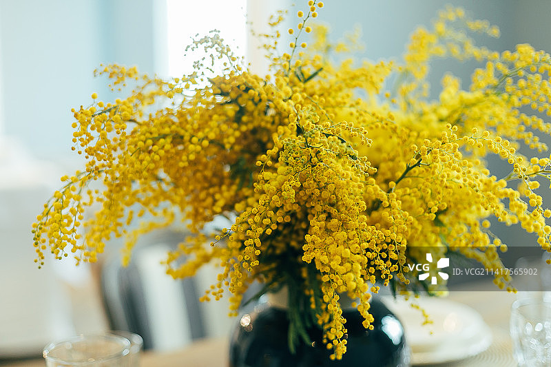 花瓶中的含羞草花朵，妇女节或母亲节贺卡，哈萨克斯坦图片素材