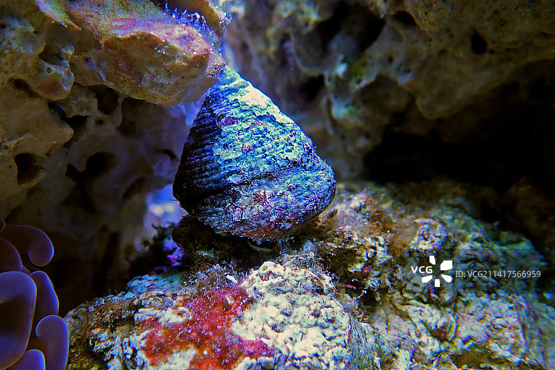 宝塔螺图片素材