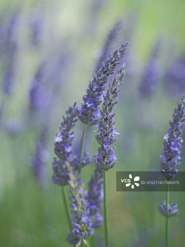 澳大利亚塔斯马尼亚紫色植物特写图片素材