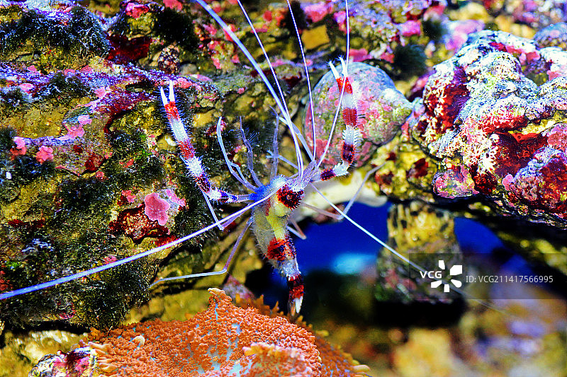 海葵拳击虾 - Stenopus hispidus，斯科普里，马其顿图片素材