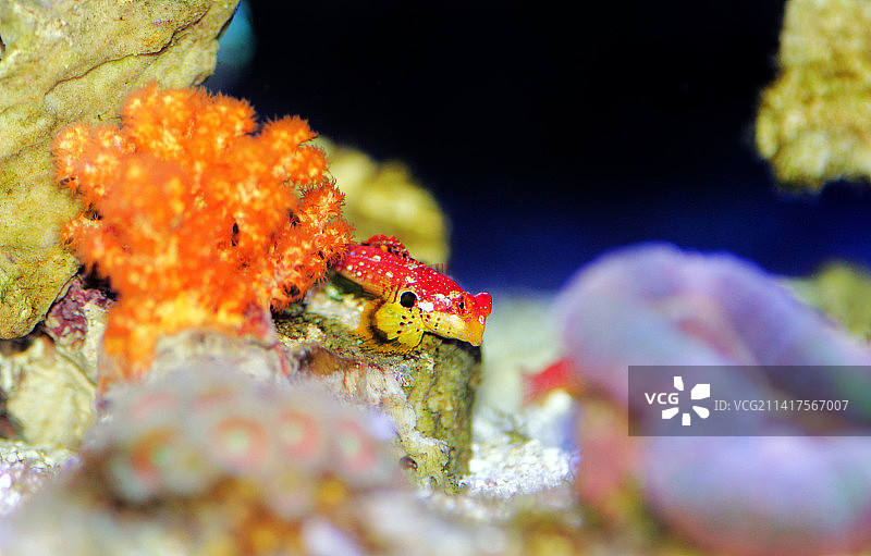 红色麒麟鱼，马其顿斯科普里图片素材