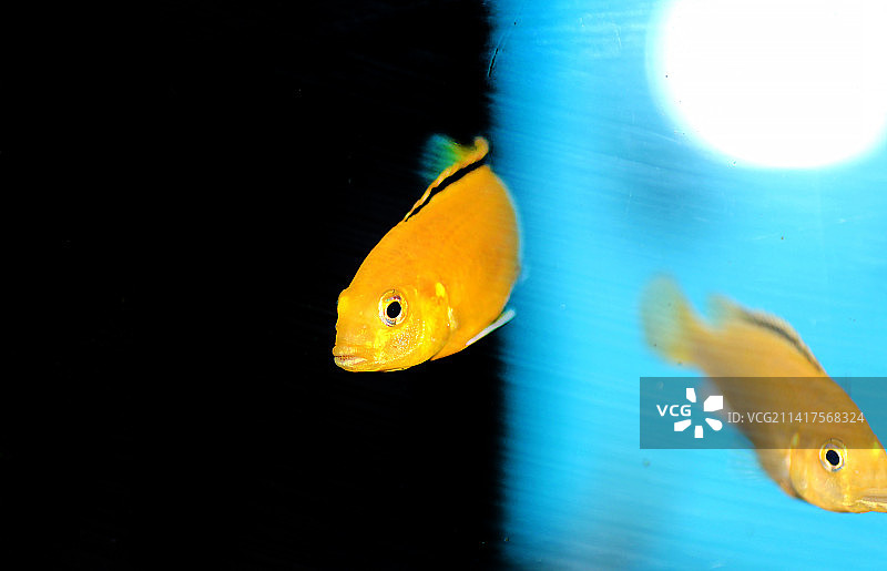 黄色非洲慈鲷图片素材