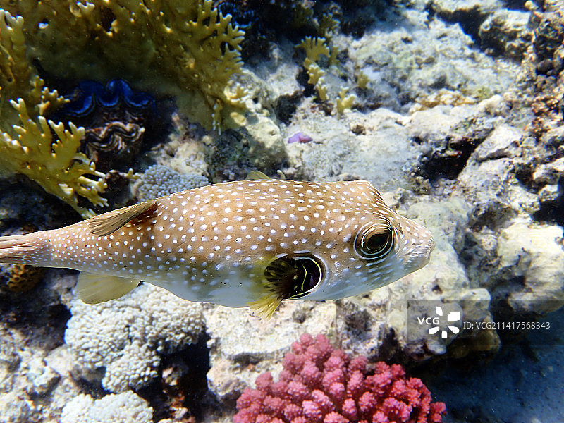河豚热带咸水鱼特写图片素材