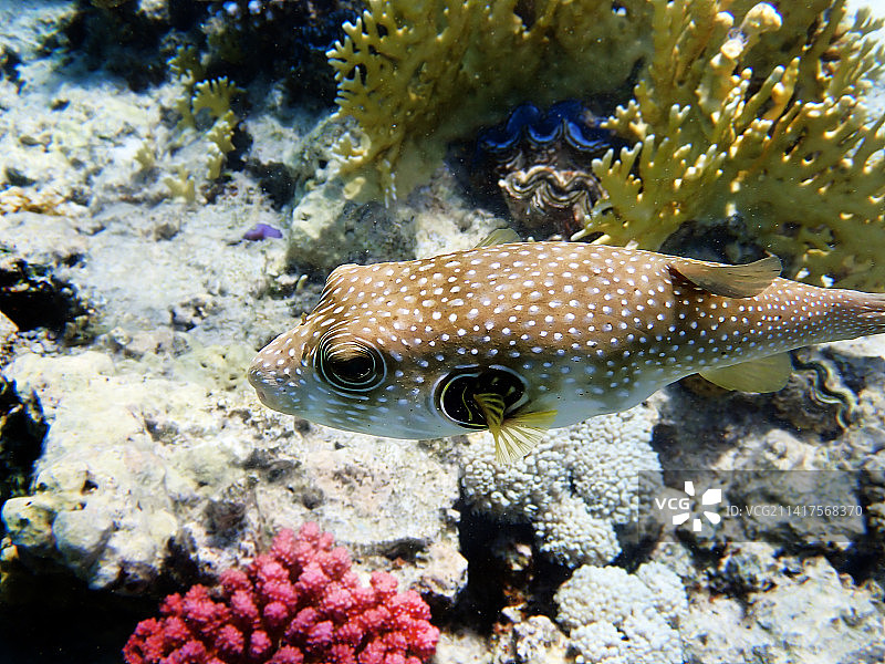 海洋中的珊瑚特写图片素材