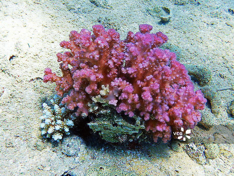 水螅珊瑚水下场景图片素材