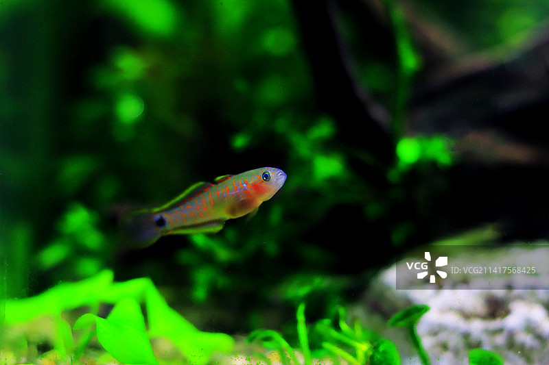 孔雀淡水虾虎鱼图片素材