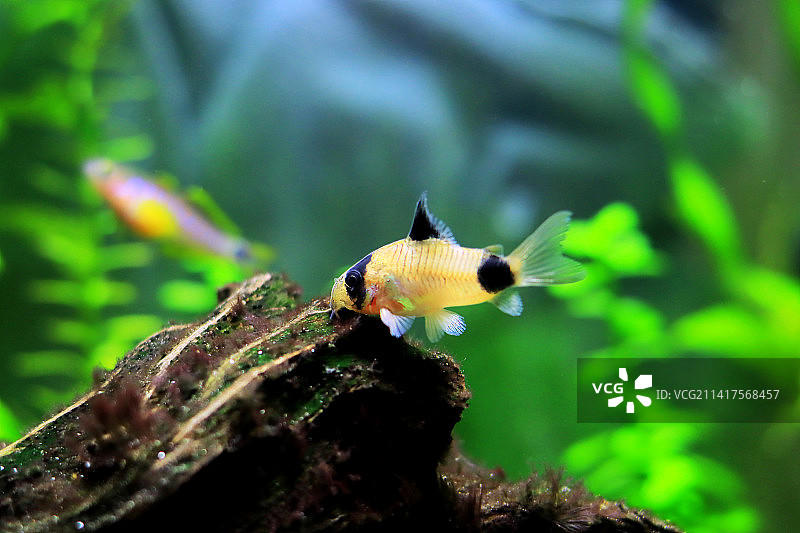 水族箱中的熊猫鼠鱼图片素材