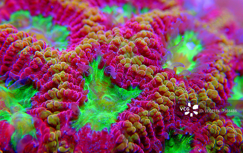 蜂巢脑珊瑚礁石小块，斯科普里，马其顿图片素材