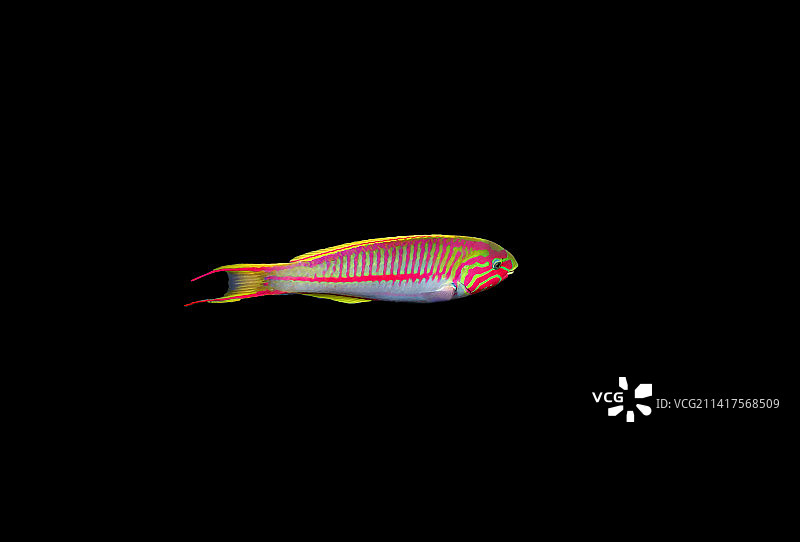 五带海猪鱼，红海海底场景，埃及图片素材