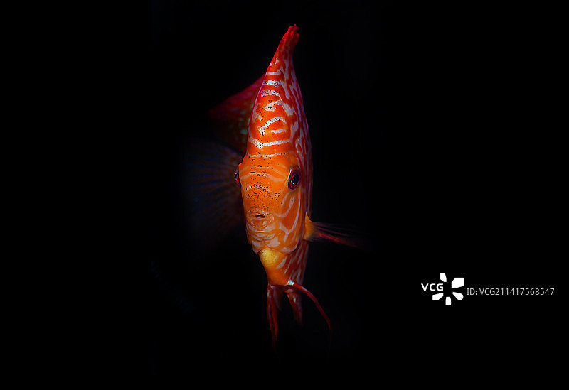 黑色背景下的暹罗斗鱼特写，斯科普里，马其顿图片素材