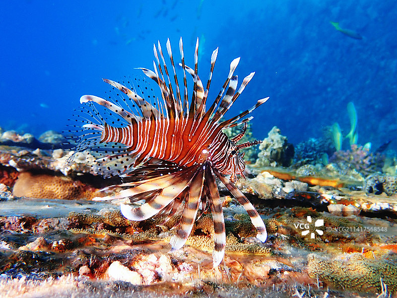 普通狮子鱼：红海最常见的鱼类图片素材