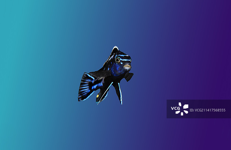 来自马拉维湖的非洲慈鲷：梅拉诺克罗米斯·蓝条图片素材