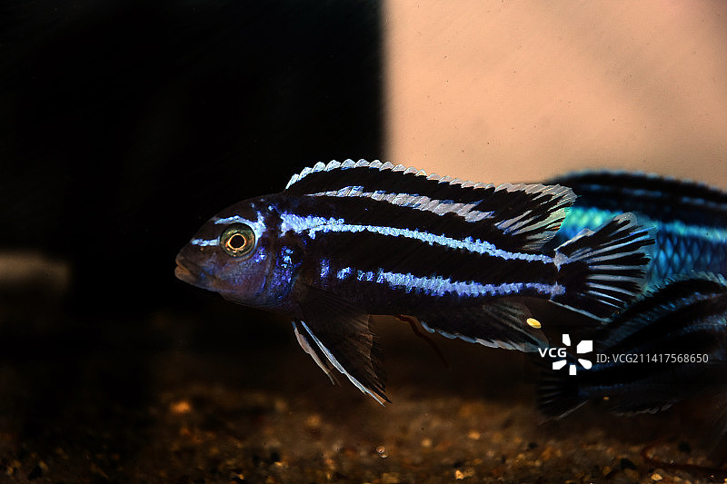 来自马拉维湖的非洲慈鲷：梅拉诺克罗米斯·蓝条图片素材