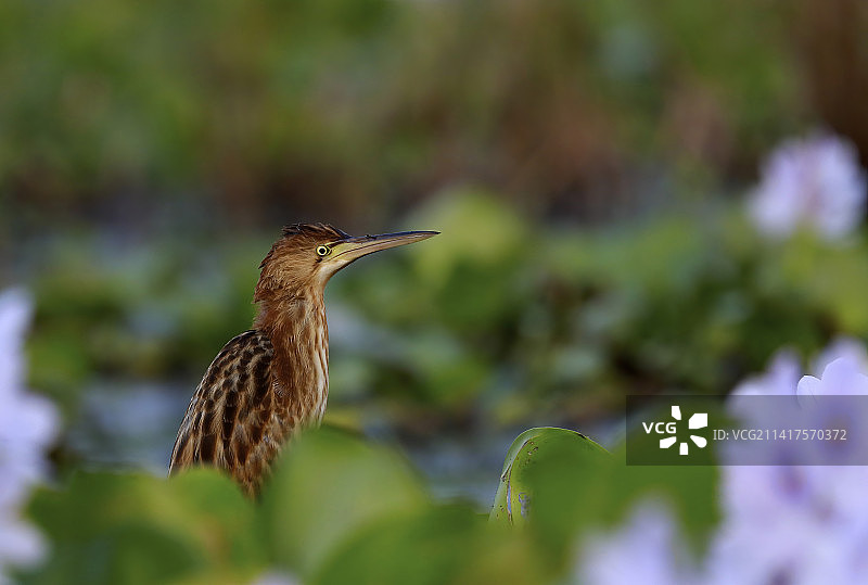近距离拍摄：苍鹭栖息在植物上，普尔巴斯塔利，西孟加拉邦，印度图片素材
