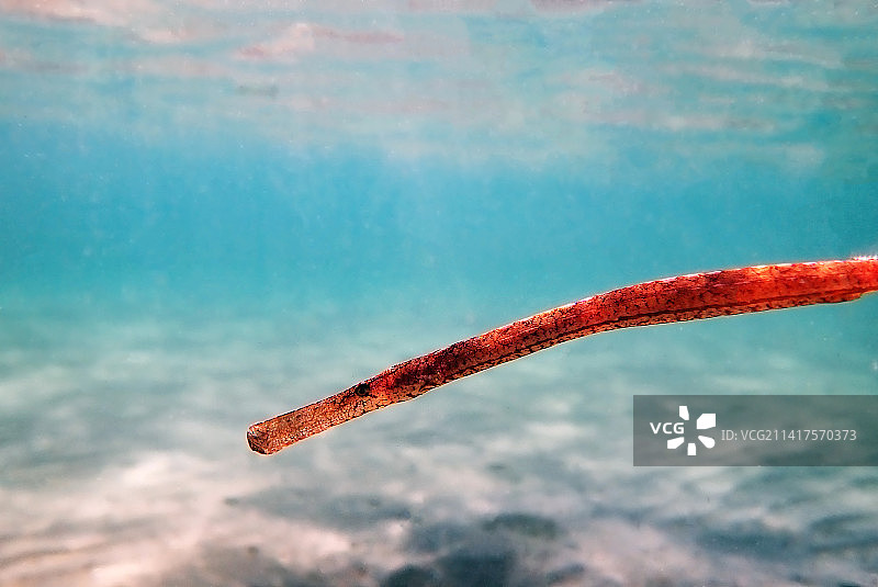 地中海宽吻海龙水下影像图片素材