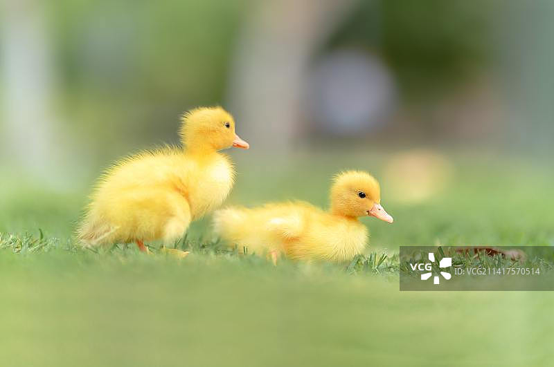 印度尼西亚：草地上的小鸭子特写图片素材
