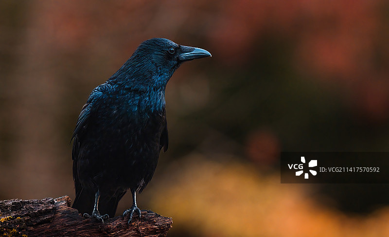 栖息在木头上的鸣禽特写，德国卡尔斯鲁厄图片素材