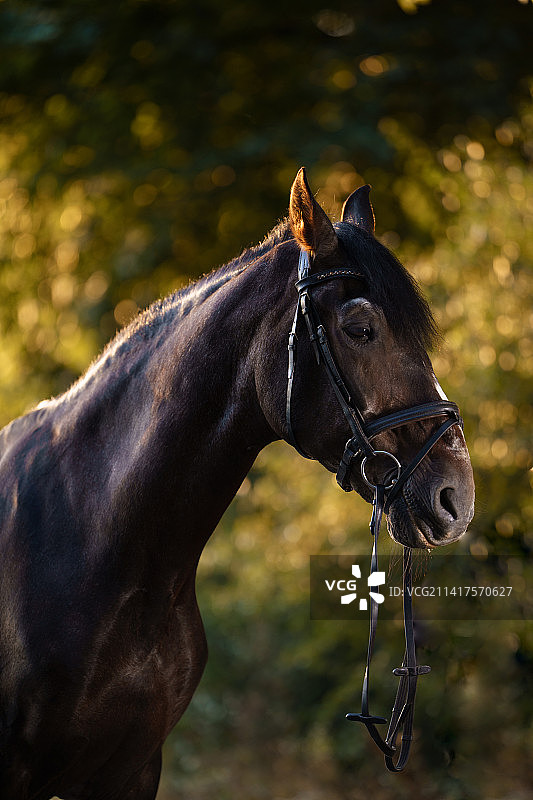 纯种马站在树前的肖像，德国科隆图片素材