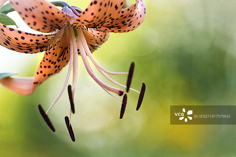 美国开花植物特写图片素材