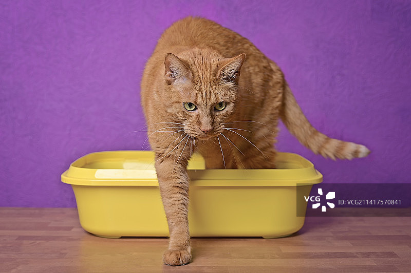 有趣的红色猫咪走出黄色猫砂盆，选择性聚焦横向图像，德国图片素材