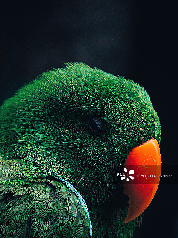 印度尼西亚黑色背景下的折衷鹦鹉特写图片素材
