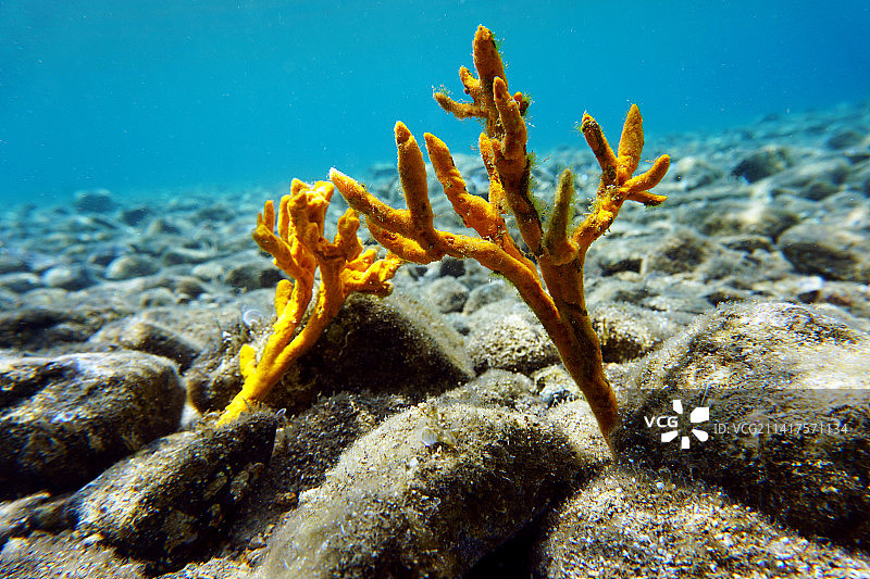 地中海的黄色鹿角海绵图片素材