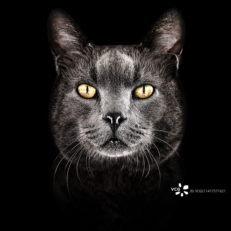 黑猫黑色背景肖像特写，瑞士图片素材