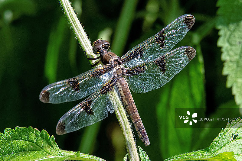 美国拉巴格森林植物上的蜻蜓特写图片素材