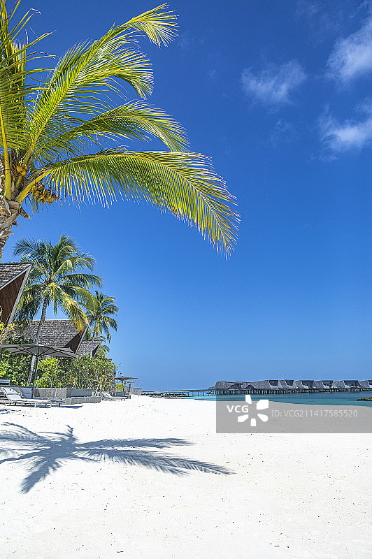 浪漫国度美丽海滩棕榈树在马尔代夫图片素材